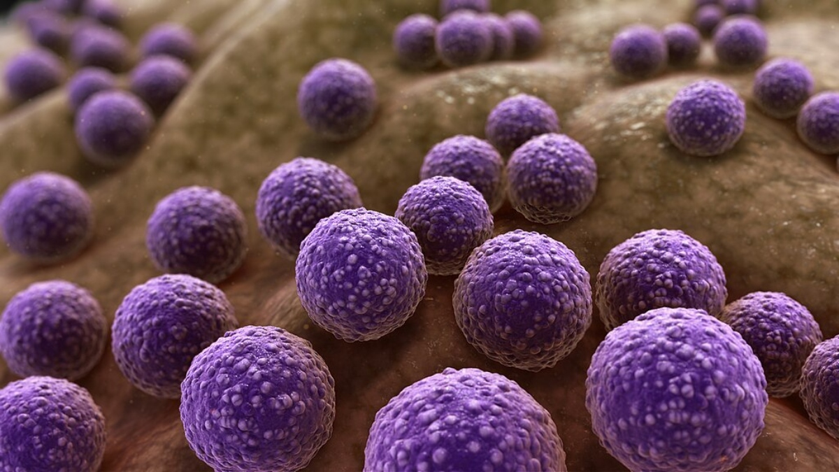 staphylococcus-bacteria-1