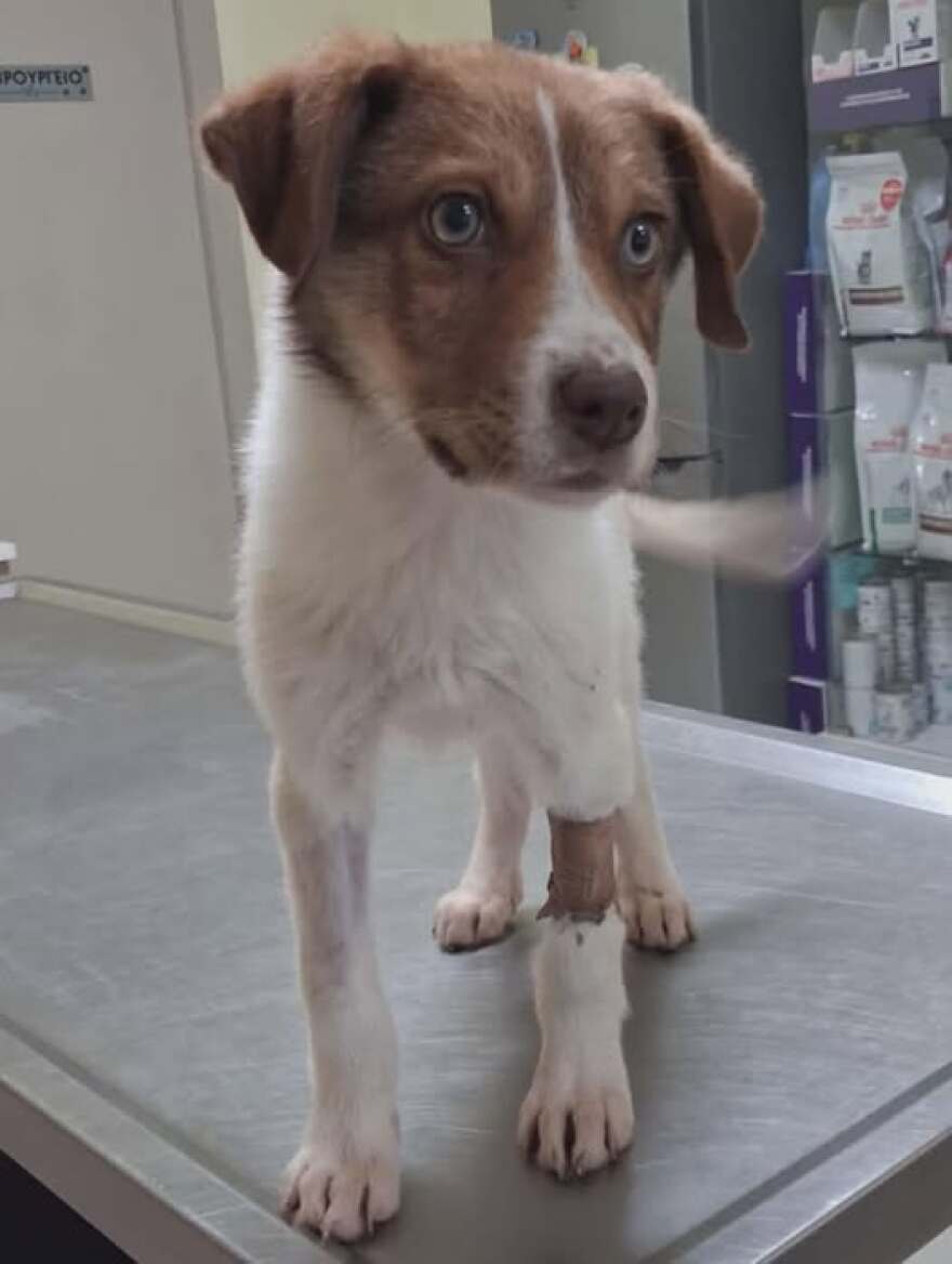 Κακοποίησαν σεξουαλικά κουτάβι τριών μηνών στην Καρδίτσα - Ψάχνουν DNA στη ζώνη του δράστη