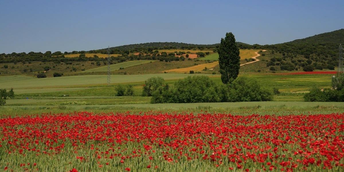 campo de amapolas en olvega soria